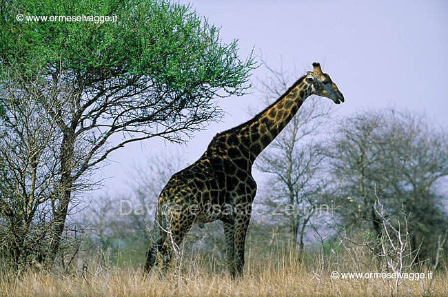 Giraffa 23-8-01